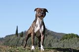 AMSTAFF ADULT 129